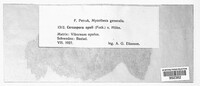 Pseudocercospora opuli image